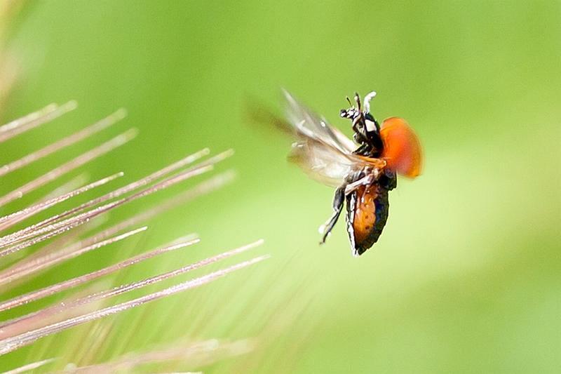ladybug 1561 adj
