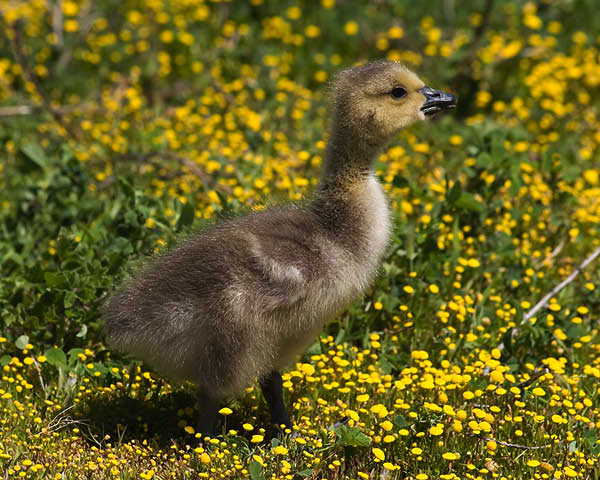 babygeese 0960 adjt