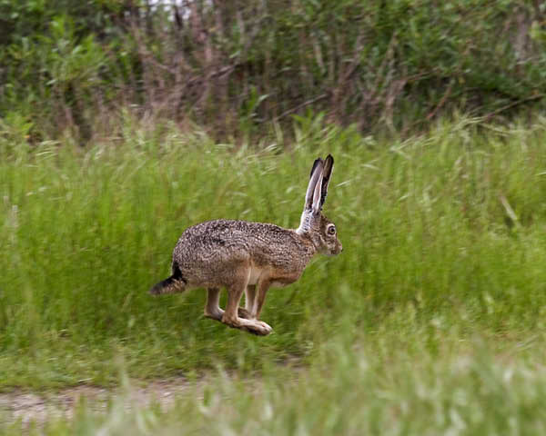 jackrabbit 0241 adjt