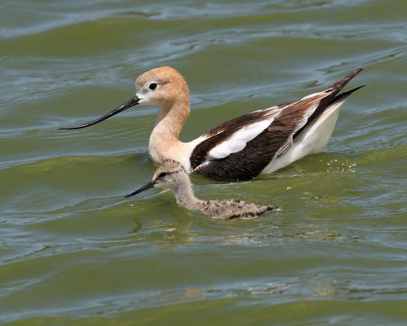 avocet baby 7636 adjt