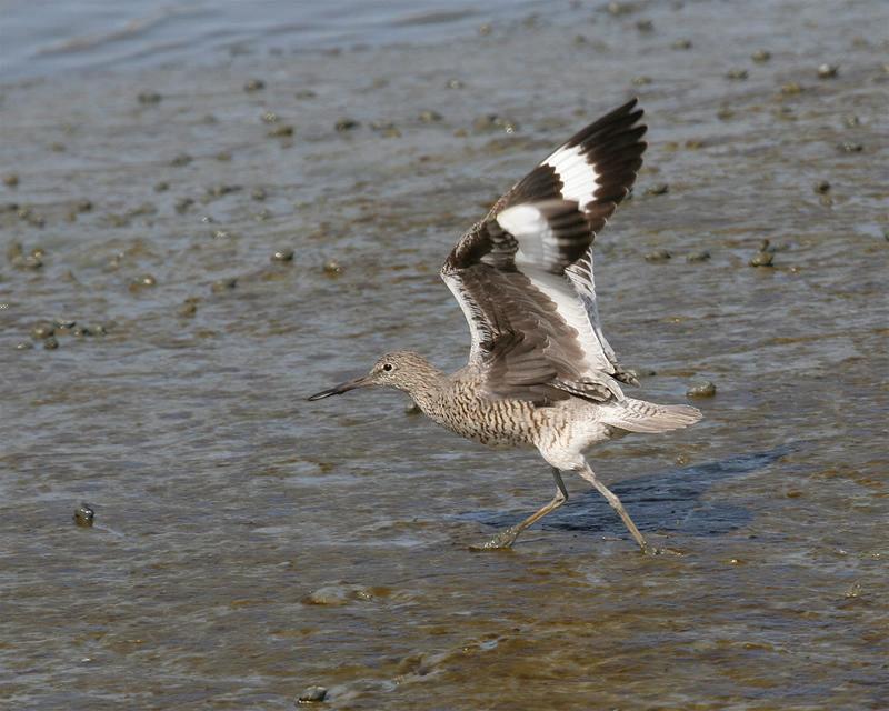 bird 5449 adjt