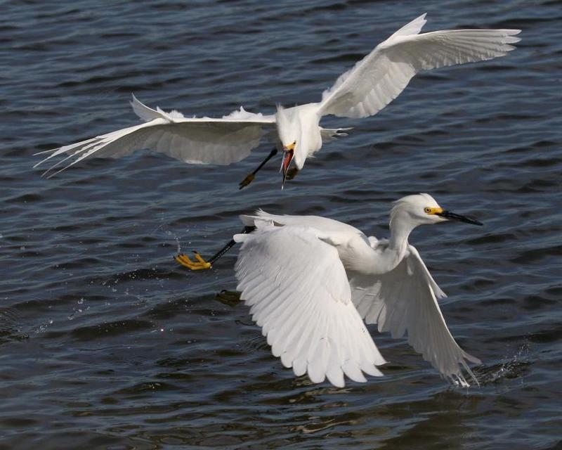 egret 0432 adjt