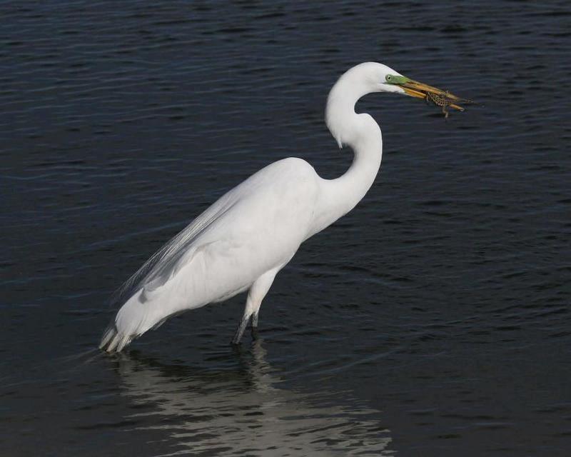 egret 0446 adjt