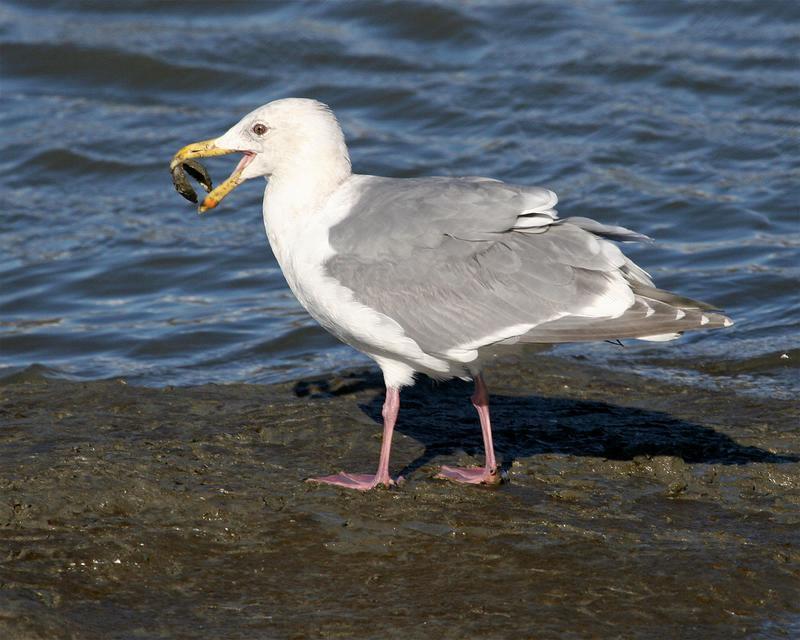 gull 3864 adjt