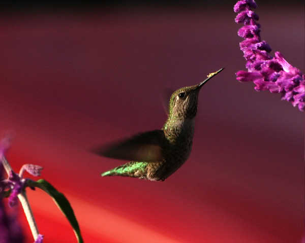 humming00095 adj2 cool