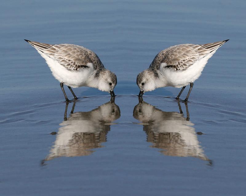 plover snowy 6300 adjt fun