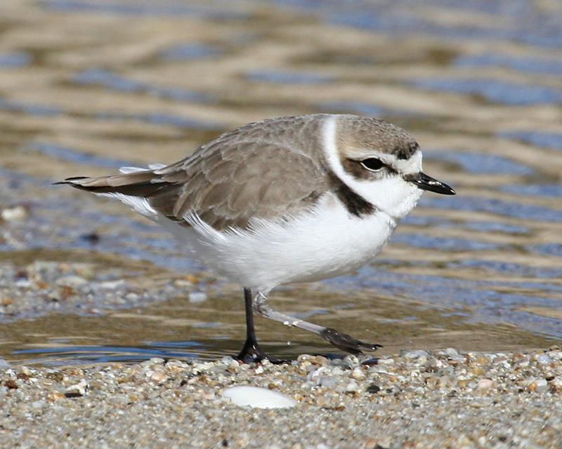 plover snowy 6677 adjt