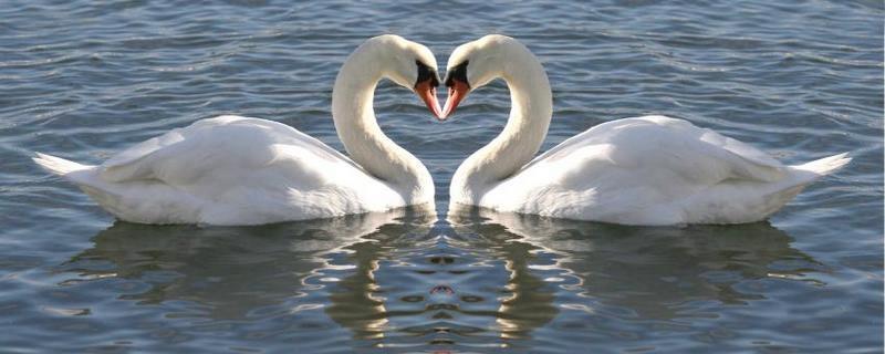 swan 8720 big1