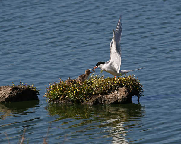 terns 6592 adjt
