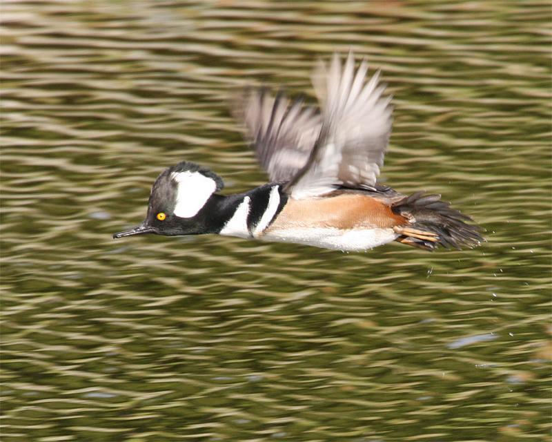 merganser 3655 adjt