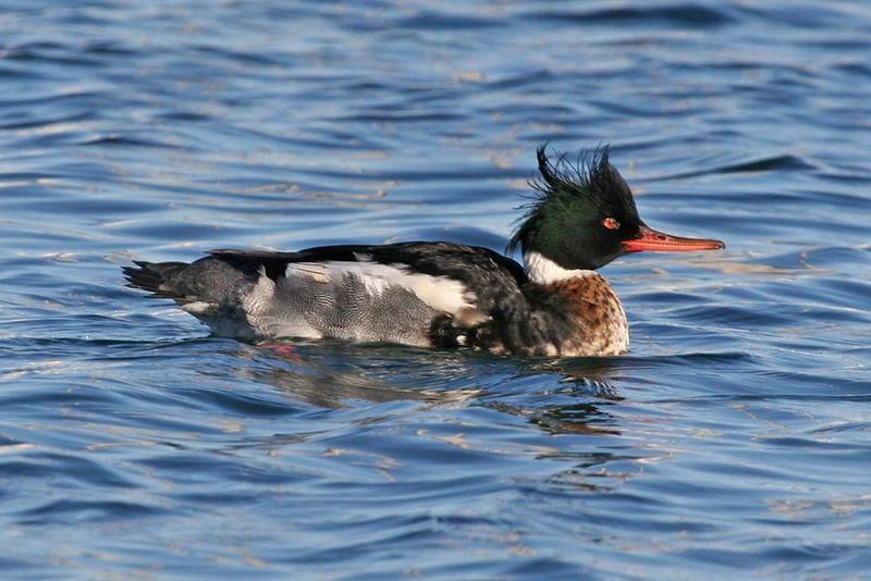 merganser 6448 adj