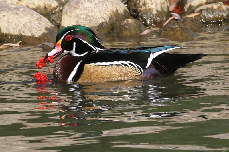 woodduck 5382 adj1