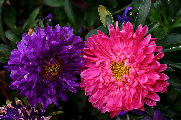 colorflowers00193 adj fun