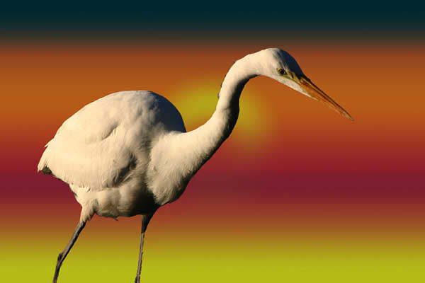 egret00169 adj fun