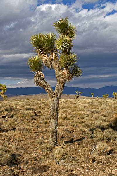 IMG 8082 adj3
