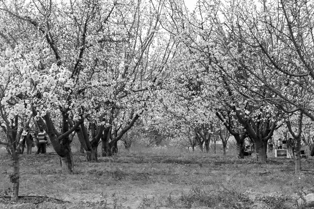 IMG 1449 adj bw web