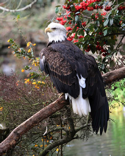 baldeagle00062 adjt