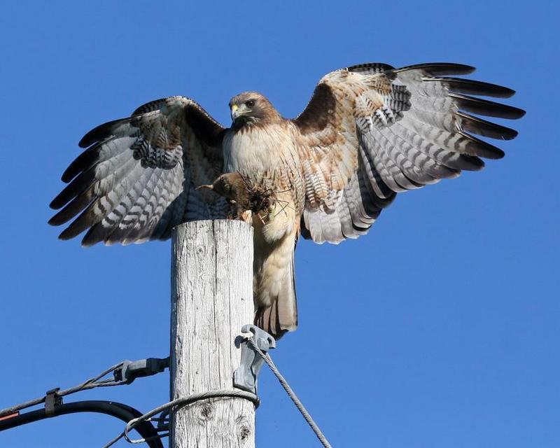 hawk 4545 adjt
