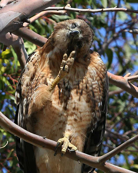 hawk 7199 adjt