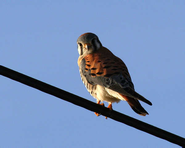 kestral00112 adjt2