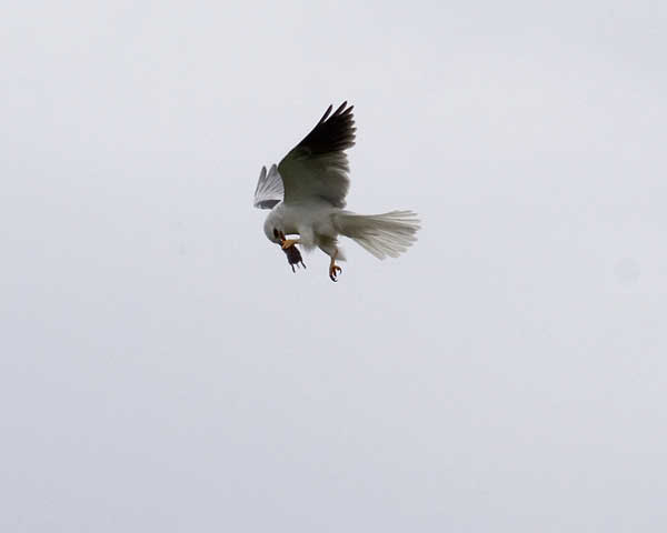 kite 0362 adjt