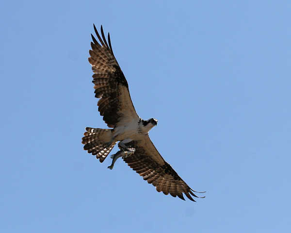 osprey 6318 adjt