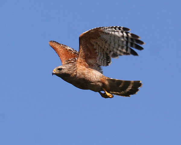 redshawk 6924 adjt