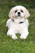 IMG 4120 adj 