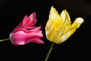 IMG 2441 adj3