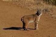 bobcat00017 adj