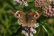 butterfly00030 adj