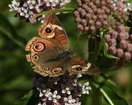 butterfly00031 adjt
