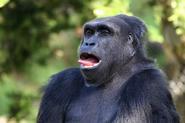 gorilla00017 adj
