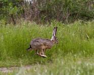 jackrabbit 0241 adjt