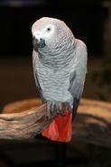 IMG 0601 adj