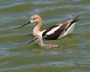 avocet baby 7636 adjt