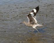 bird 5449 adjt