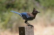 bluejay 3824 adj