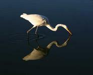 egret00156 adjt