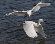 egret 0432 adjt