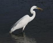 egret 0446 adjt