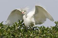 egret 2375 adj