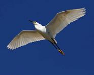 egret 7042 adjt