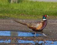 grouse 7290 adjt