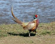 grouse 8595 adjt