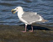 gull 3864 adjt
