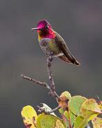 humbird 4874 adjt