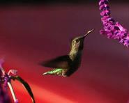 humming00095 adj2 cool