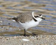 plover snowy 6677 adjt