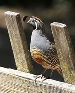quail 2622 adjt